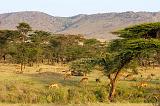 TANZANIA - Serengeti National Park - Lobo - 06